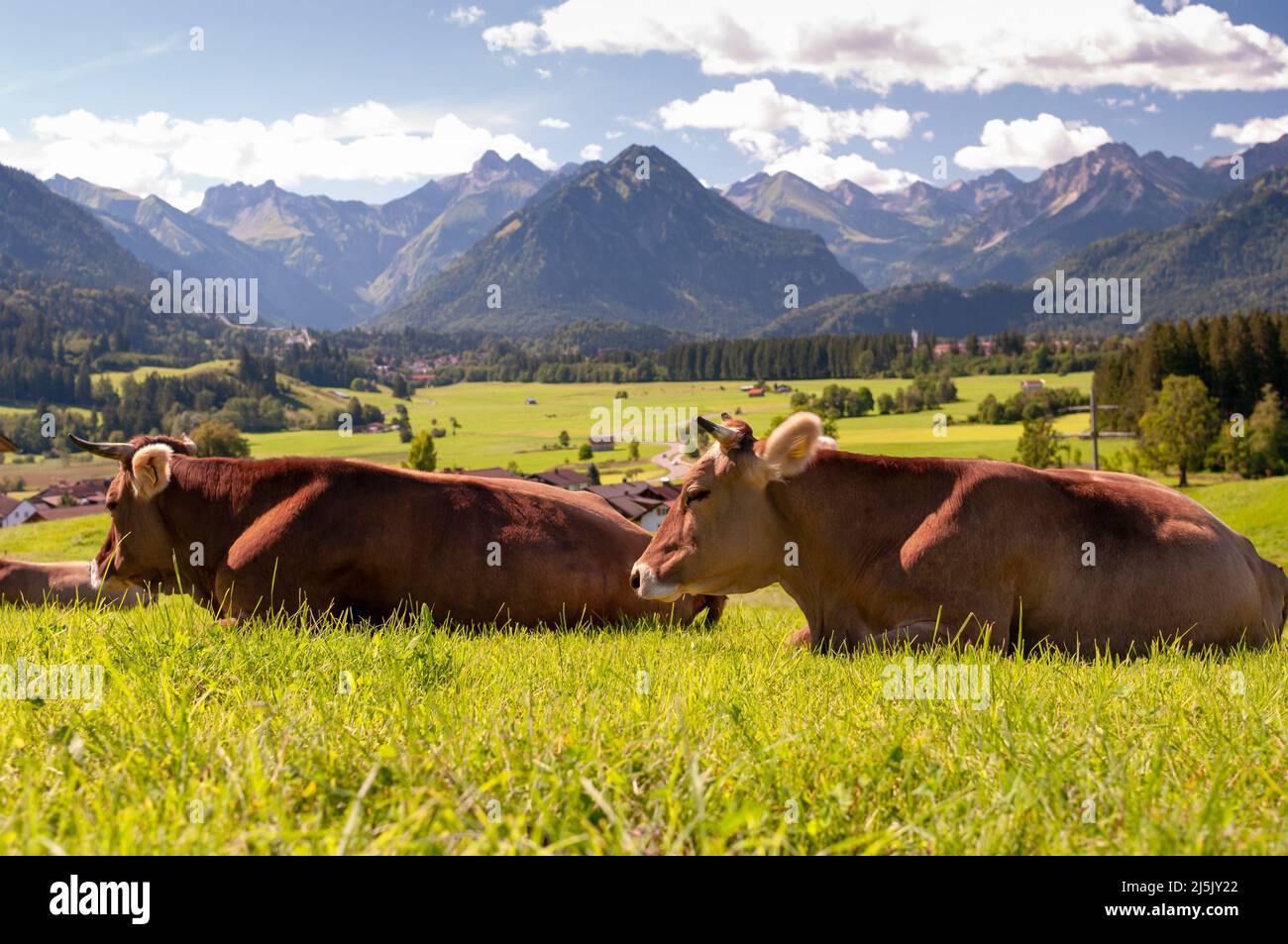 Cow in the Alps, Bavaria Germany Stock Photo