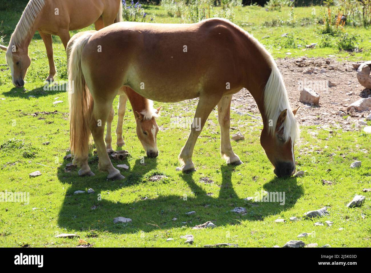 The view of horses peacefully grazing on a green grass in a sunny light ...