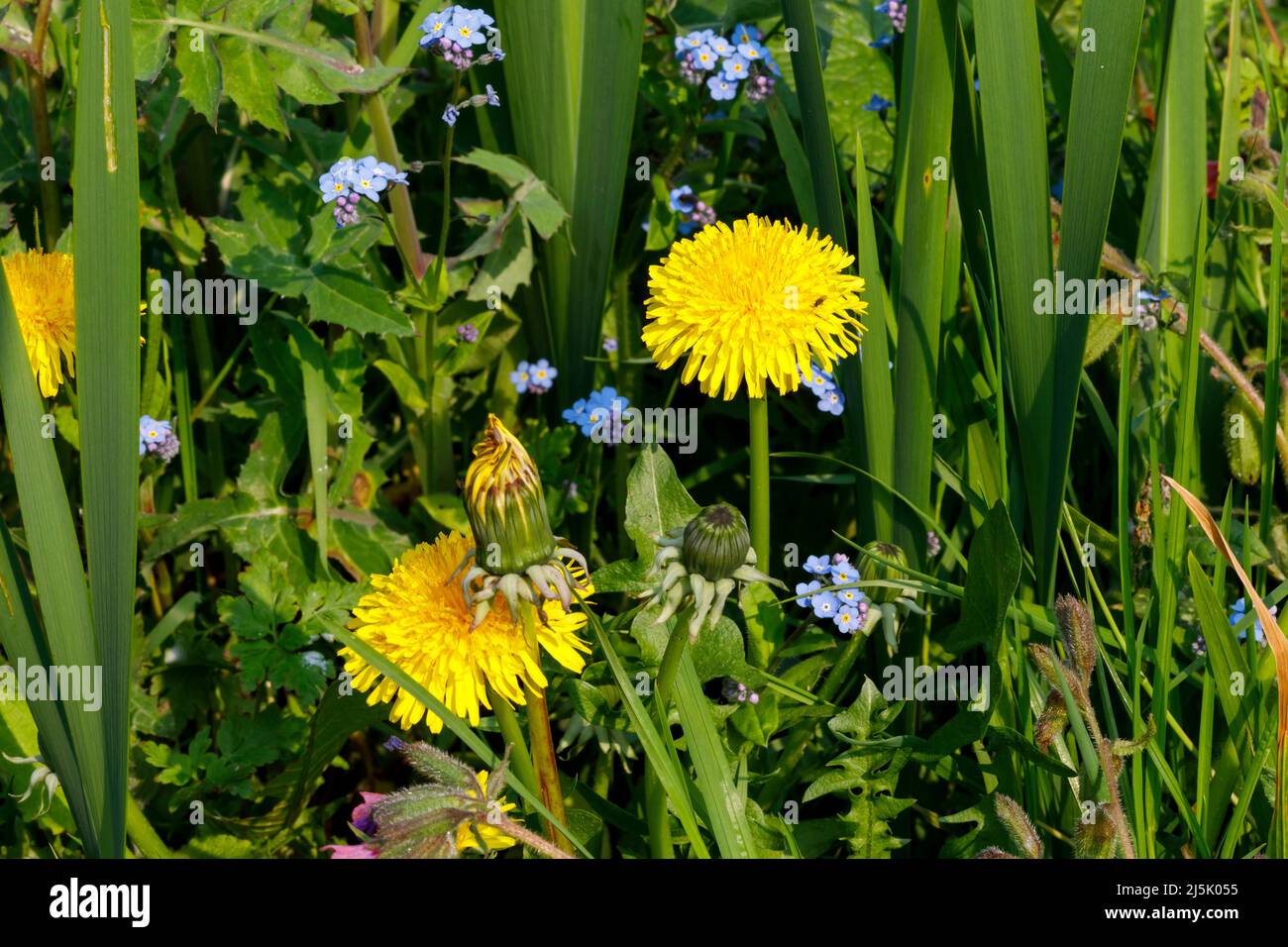 Common dandelion (Taraxacum officinale) commonly seen as a garden weed, Sussex, UK Stock Photo