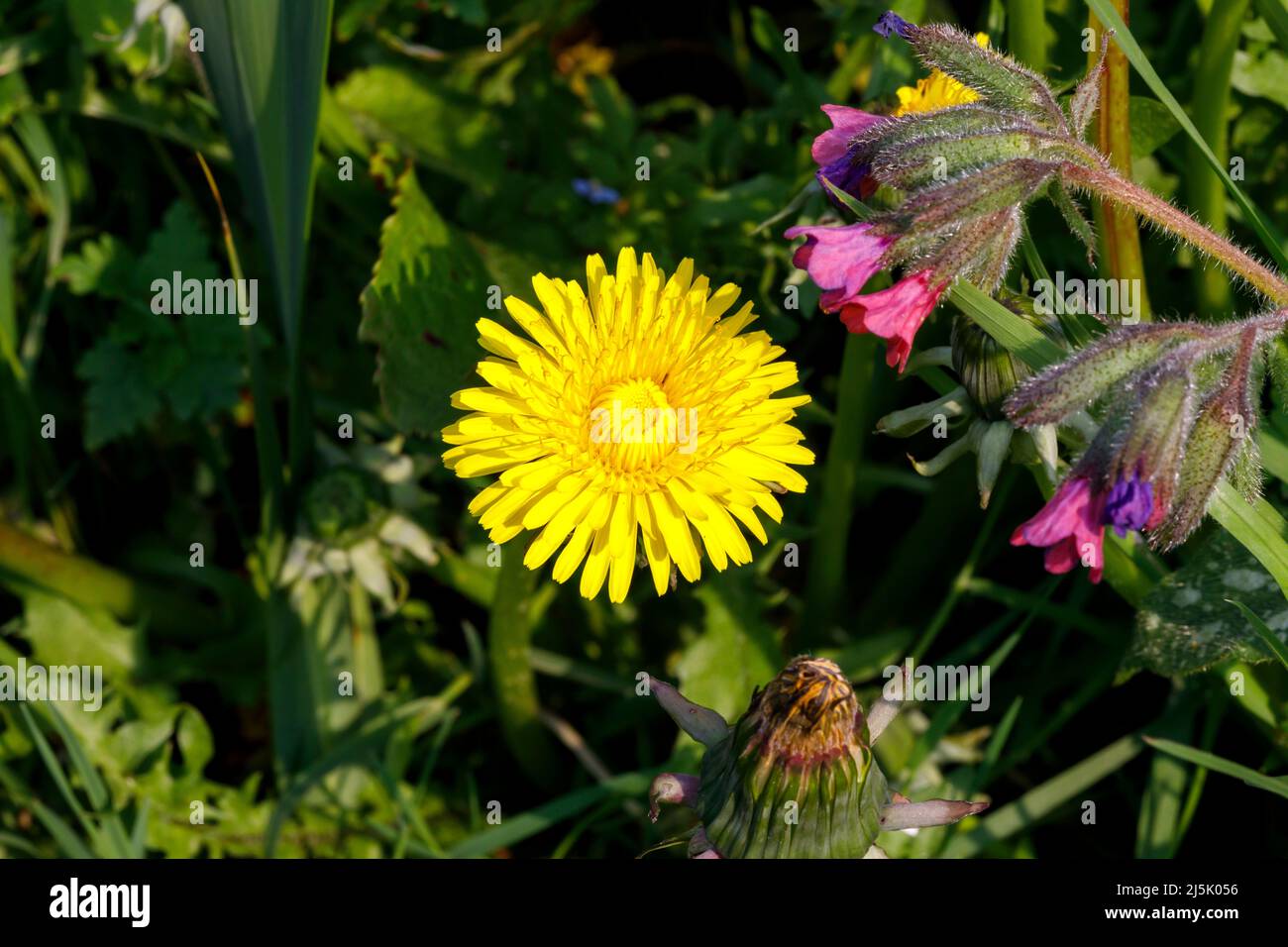 Common dandelion (Taraxacum officinale) commonly seen as a garden weed, Sussex, UK Stock Photo