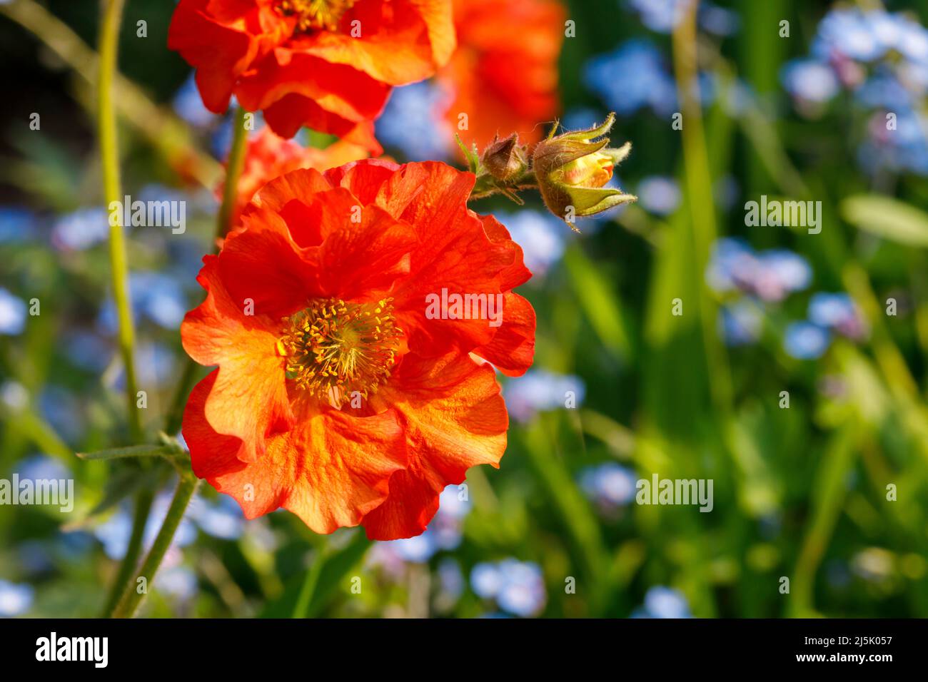 Geum 'Scarlet Tempest' flowers, Sussex, UK Stock Photo
