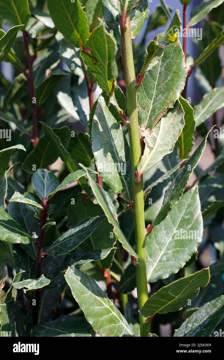 Bay laurel (Laurus nobilis) leaves, often used for cooking Stock Photo