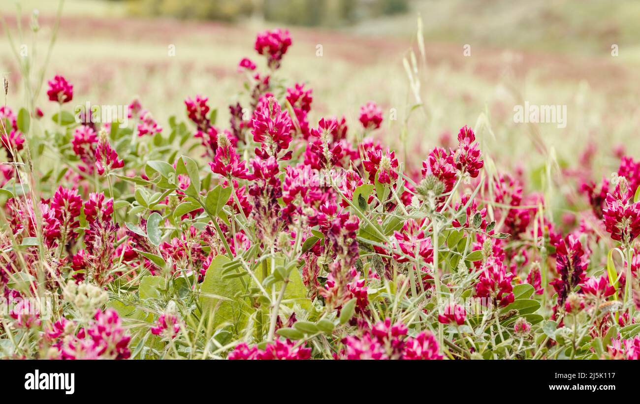 Red field flowers early in the morning Stock Photo Alamy
