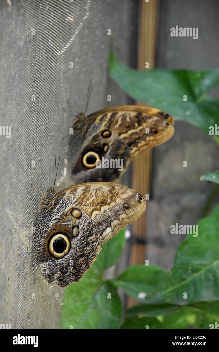 Two barn owl butterflies resting on a screened area. Stock Photo