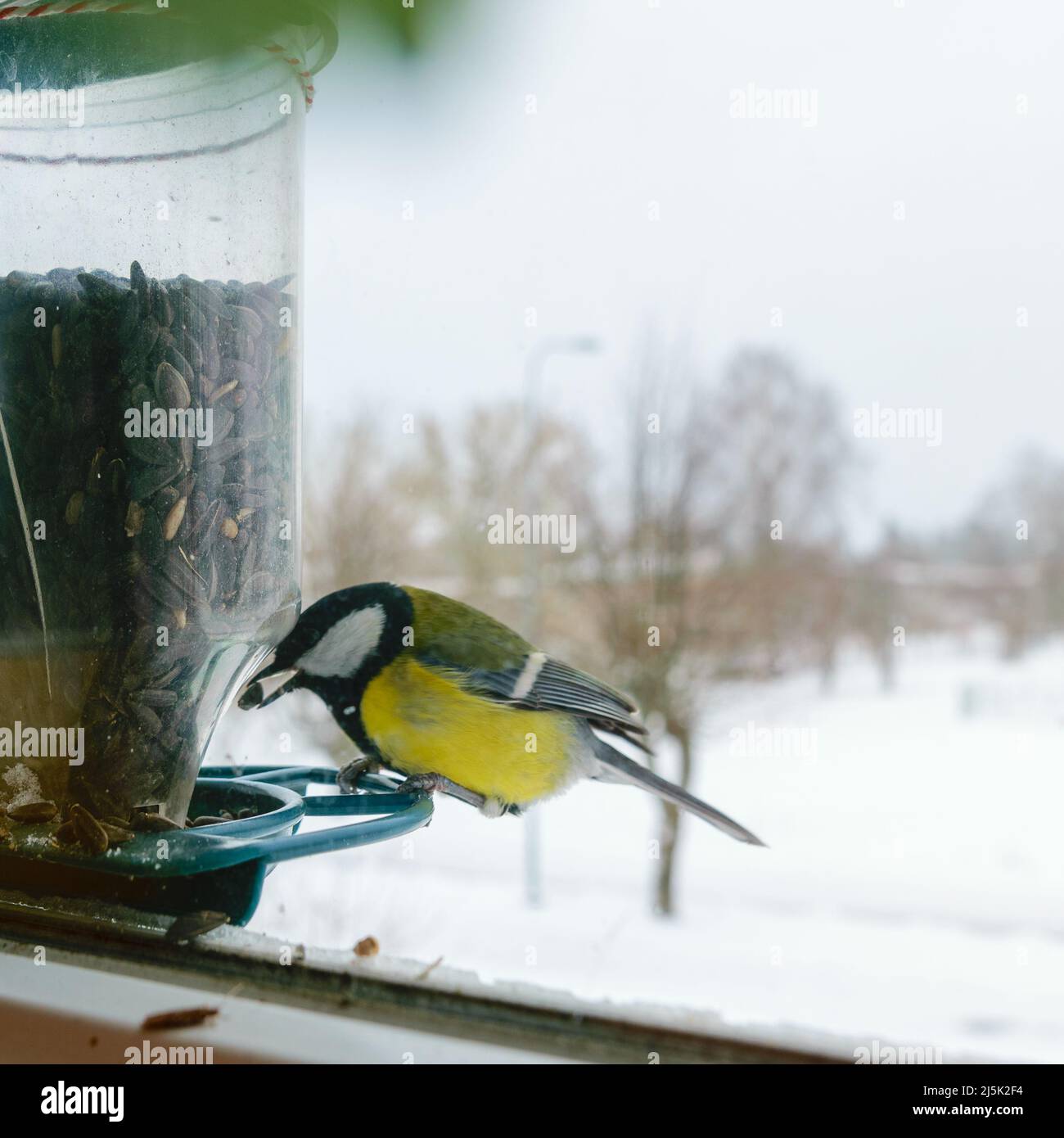 Bird eats sunflower seeds, feeds by the window, helps birds find food in winter, photographed