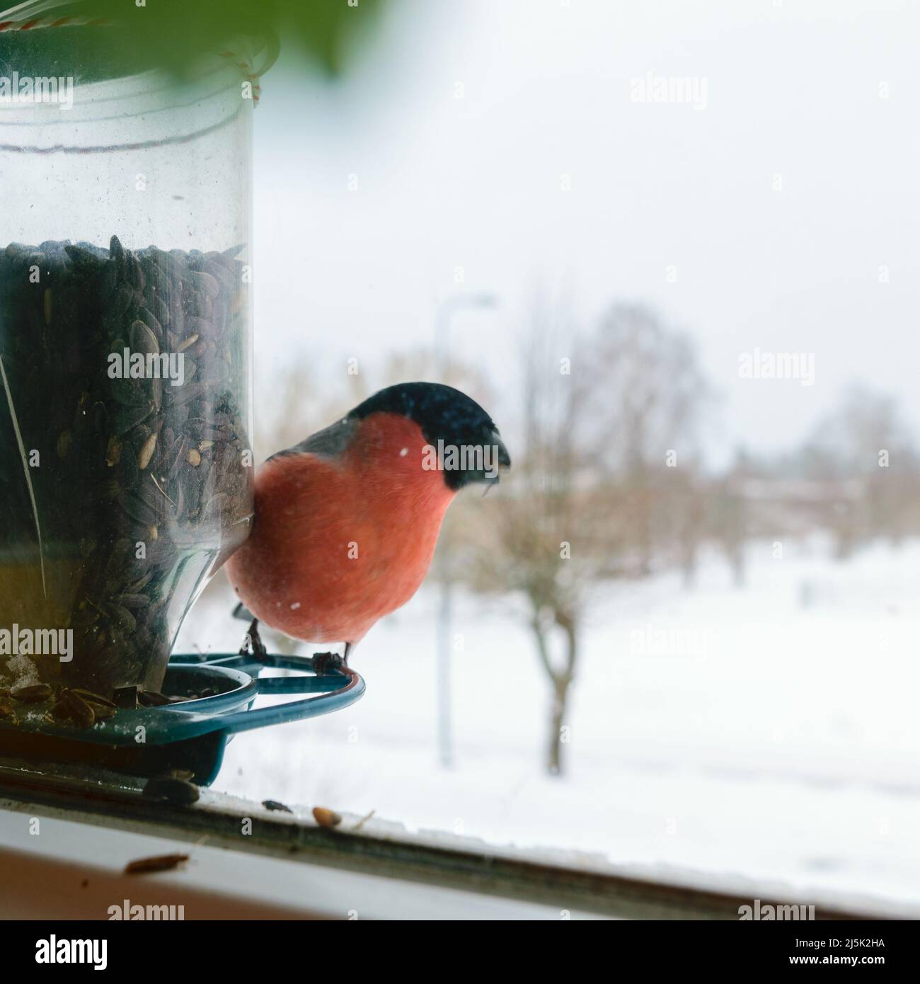 Bird eats sunflower seeds, feeds by the window, helps birds find food in winter, photographed