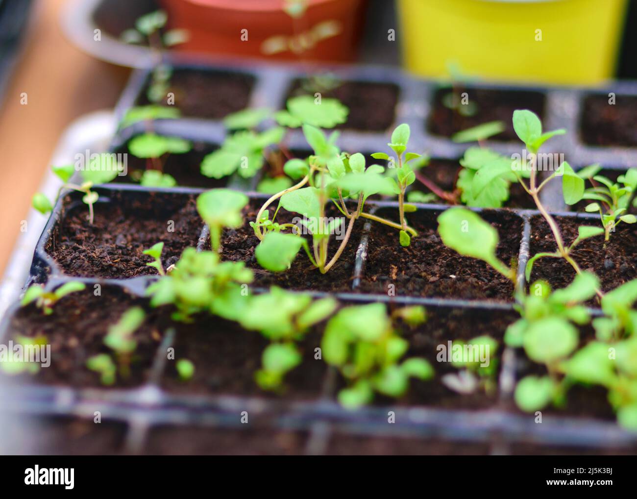 Spring Seedlings green spring seedlings in a pot, preparing for spring work, gardening ...