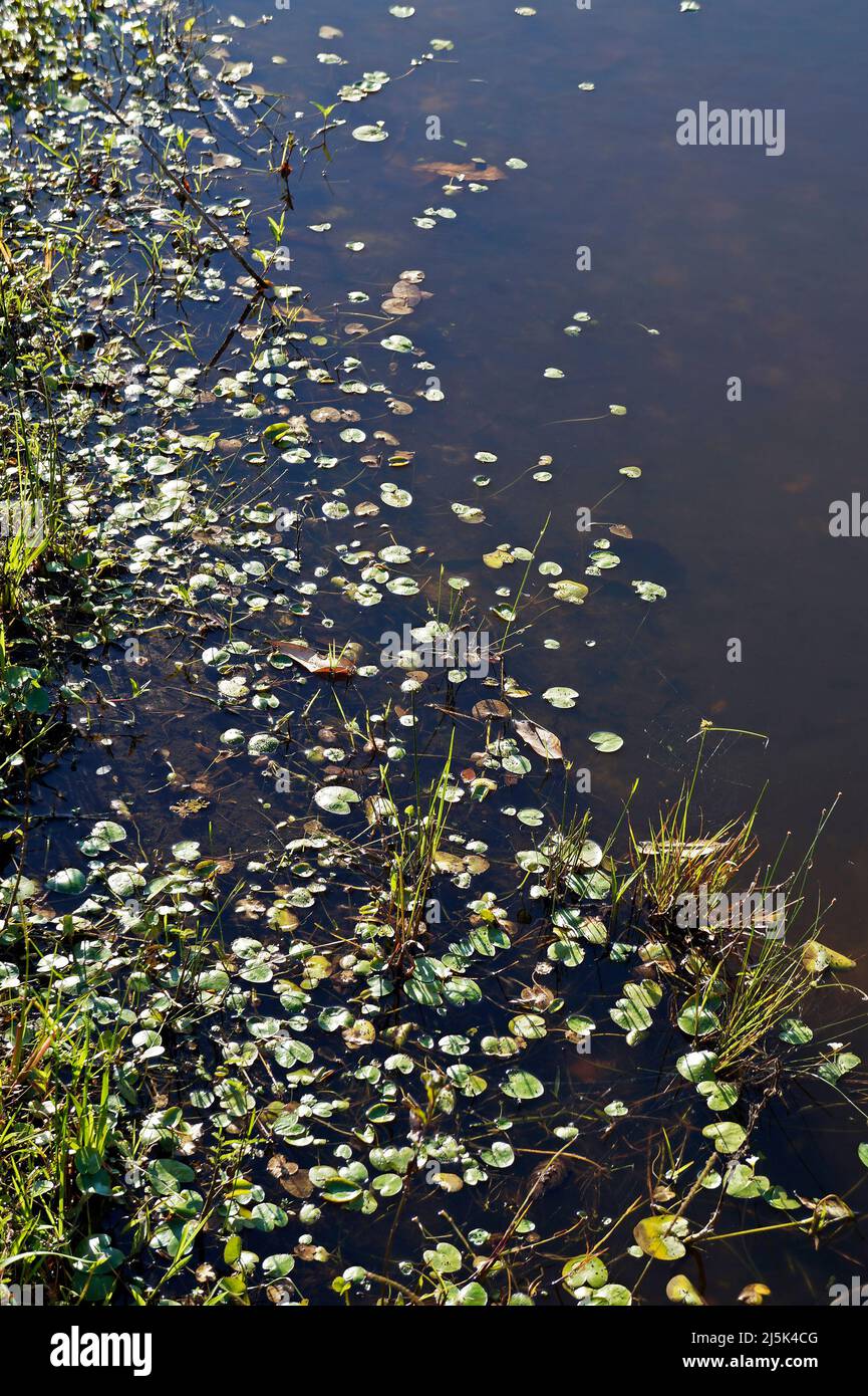 Aquatic plants (Nymphoides indica) on lake Stock Photo