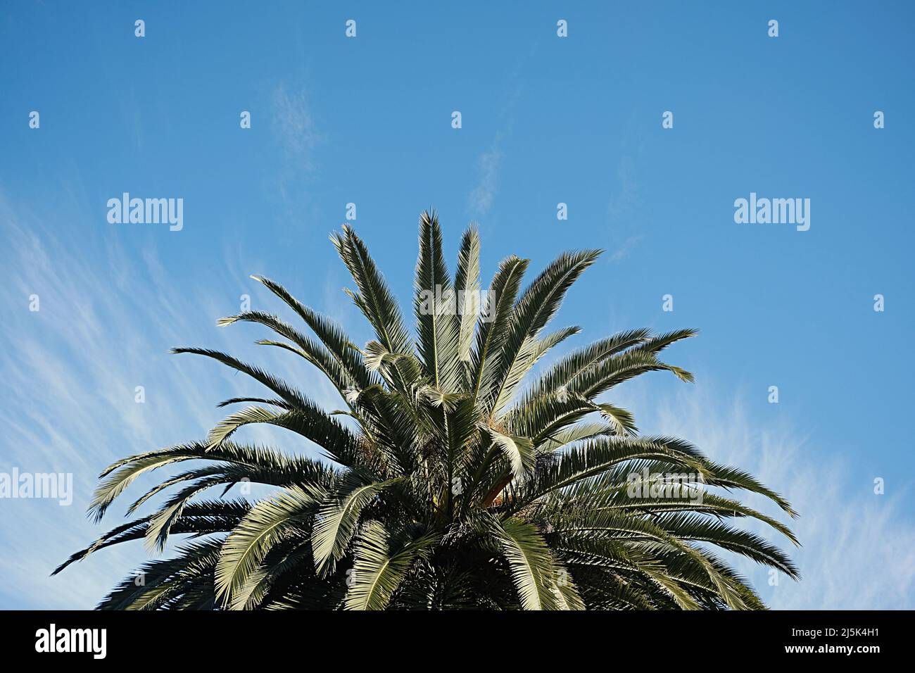 Palm tree fronds against a blue sky; Sydney, Australia Stock Photo