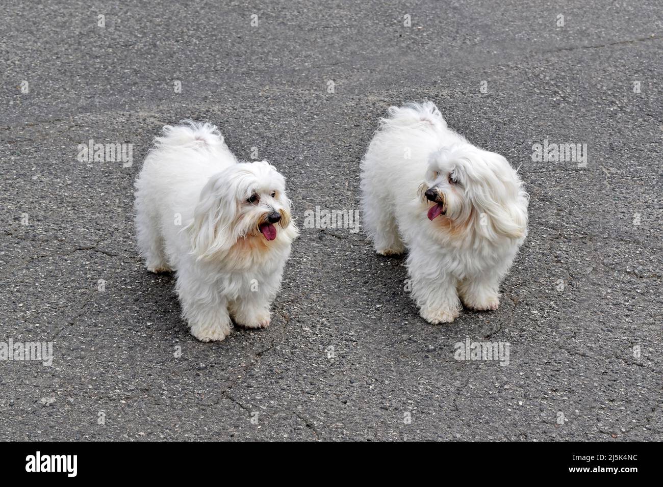 can dogs have identical twins