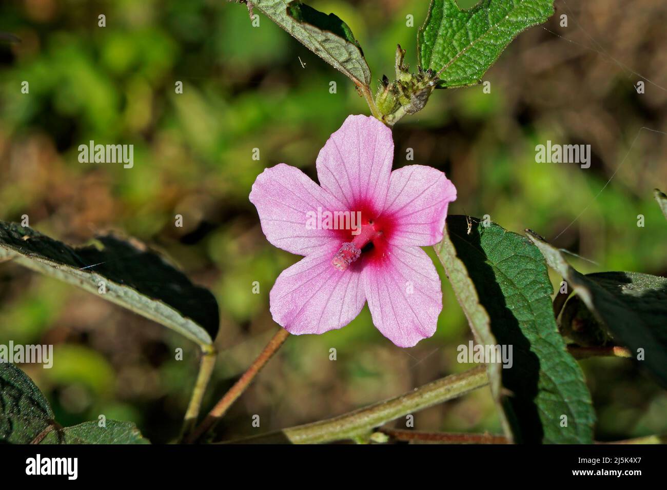 Caesarweed or Congo jute flower (Urena lobata) on tropical forest Stock Photo