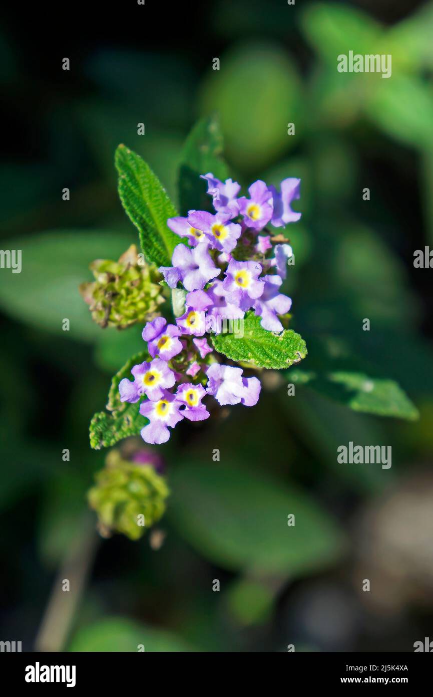 Bushy lippia flowers (Lippia alba) Stock Photo