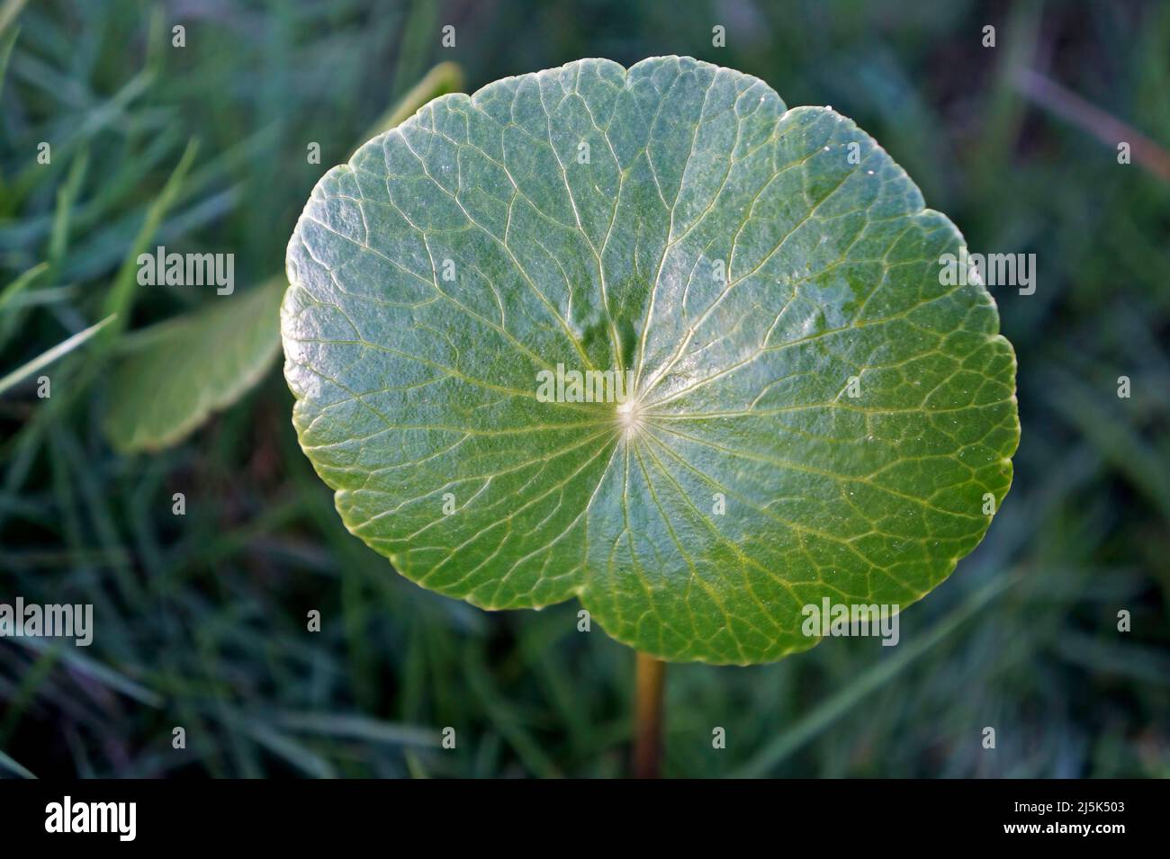 Marsh pennywort leaf (Hydrocotyle umbellata) Stock Photo