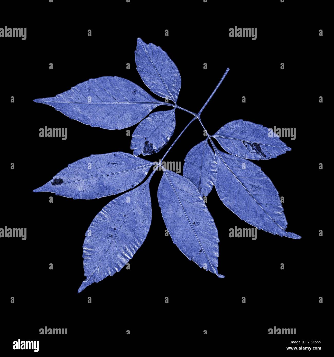 Blue leaf isolated on black background Stock Photo