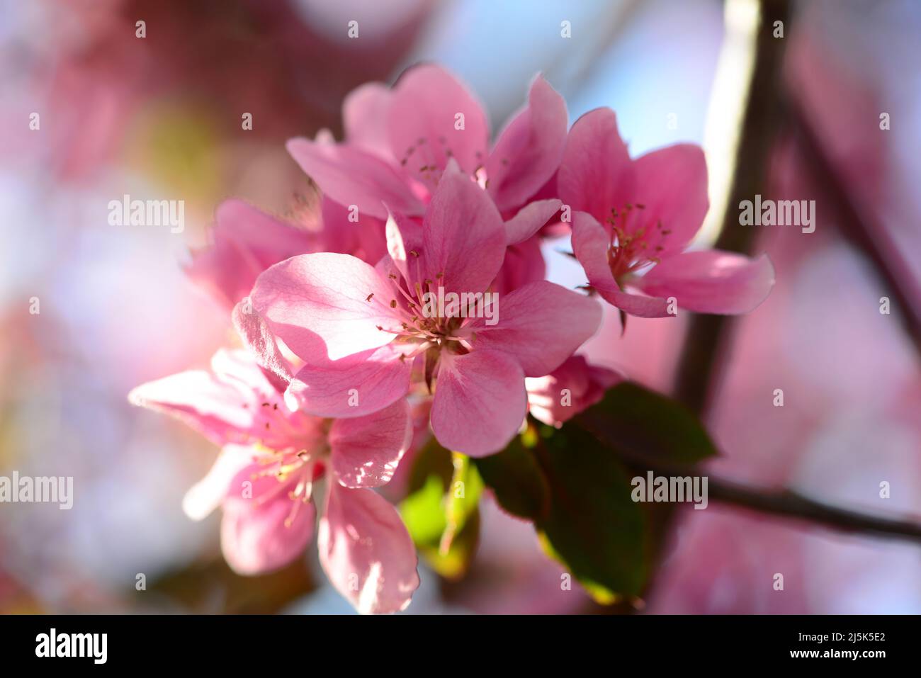 Pink flowering appletree as a close up Stock Photo