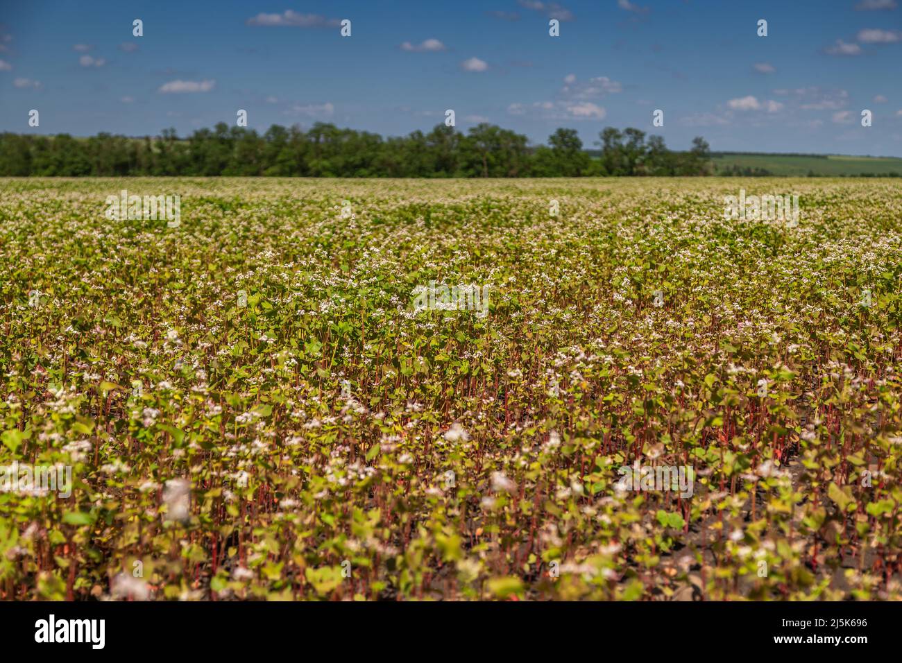 Buckwheat blooms in the field. White flowers. Sky with dark clouds