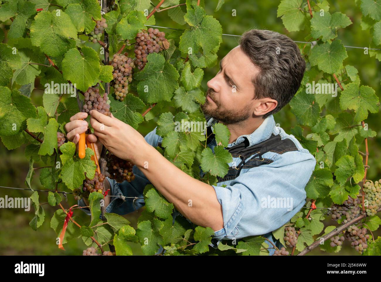 vinedresser cutting grapes bunch. male vineyard owner. professional winegrower on grape farm Stock Photo