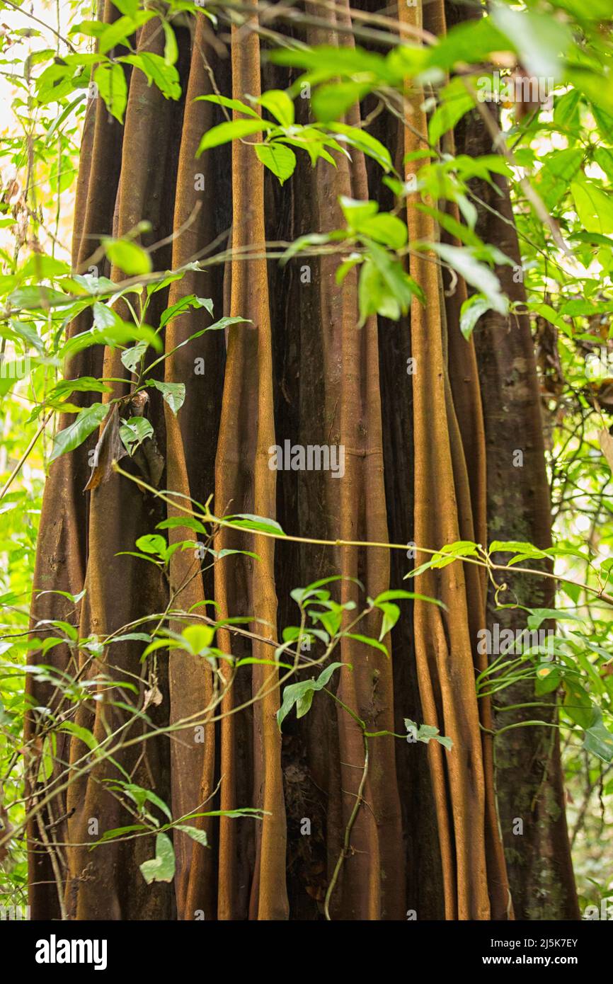 Buttress roots of the Ceiba pentandra (Kapok tree) in the tropical