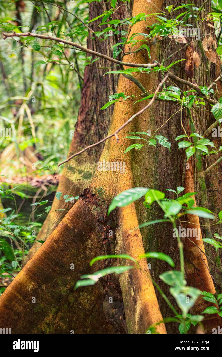 Ceiba pentandra (Kapok tree) in the tropical rain forest in Suriname. Stock Photo