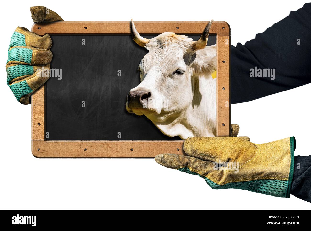 Hands with protective and dirty work gloves holding a blackboard with a head of a white cow (heifer) with horns and copy space. Isolated on white. Stock Photo