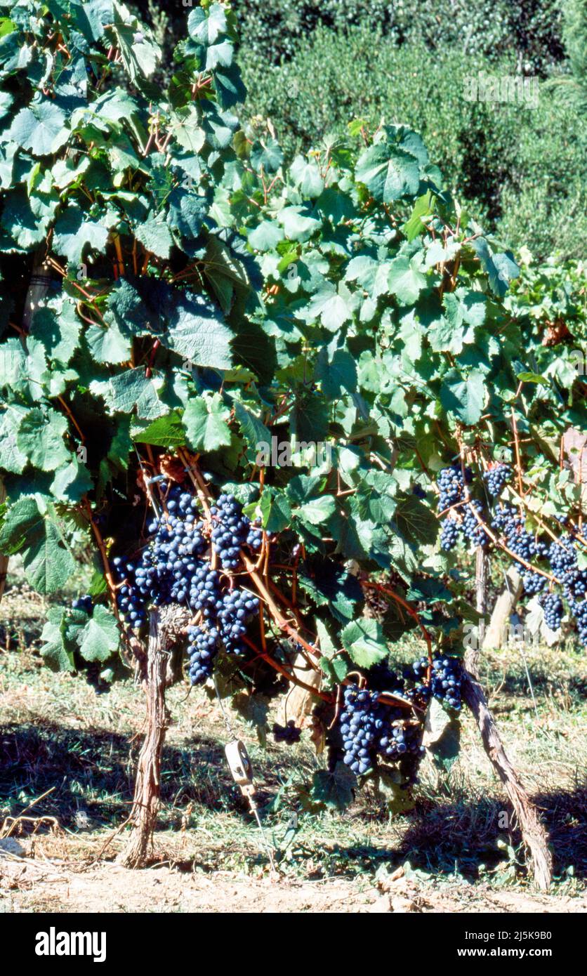 Grapes ripening on vines hires stock photography and images Alamy
