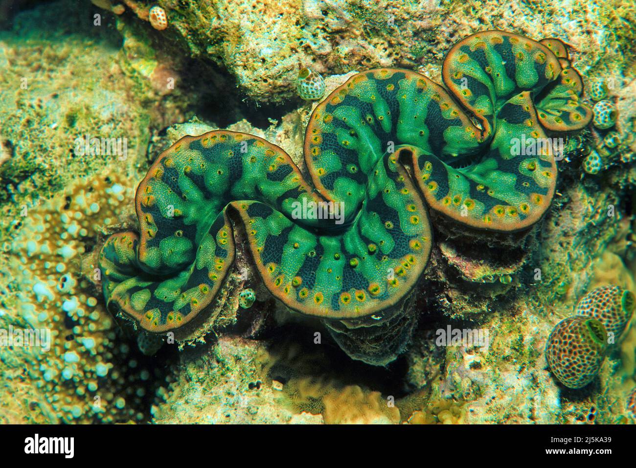 Boring clam (Tridacna crocea), Maldives, Indian ocean, Asia Stock Photo