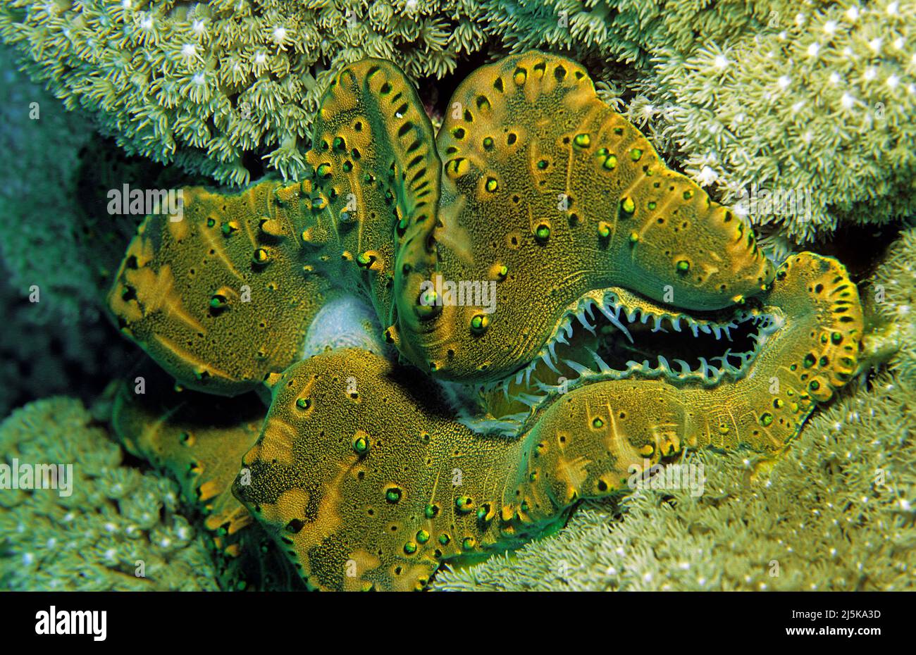 Elongated giant clam (Tridacna maxima), Maldives, Indian ocean, Asia Stock Photo