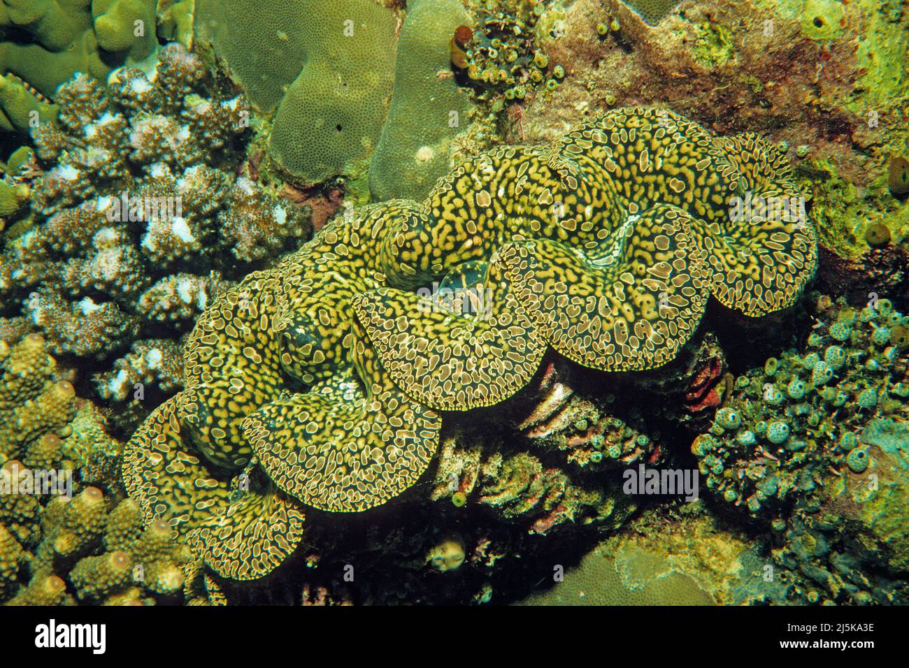 Boring clam (Tridacna crocea), Maldives, Indian ocean, Asia Stock Photo