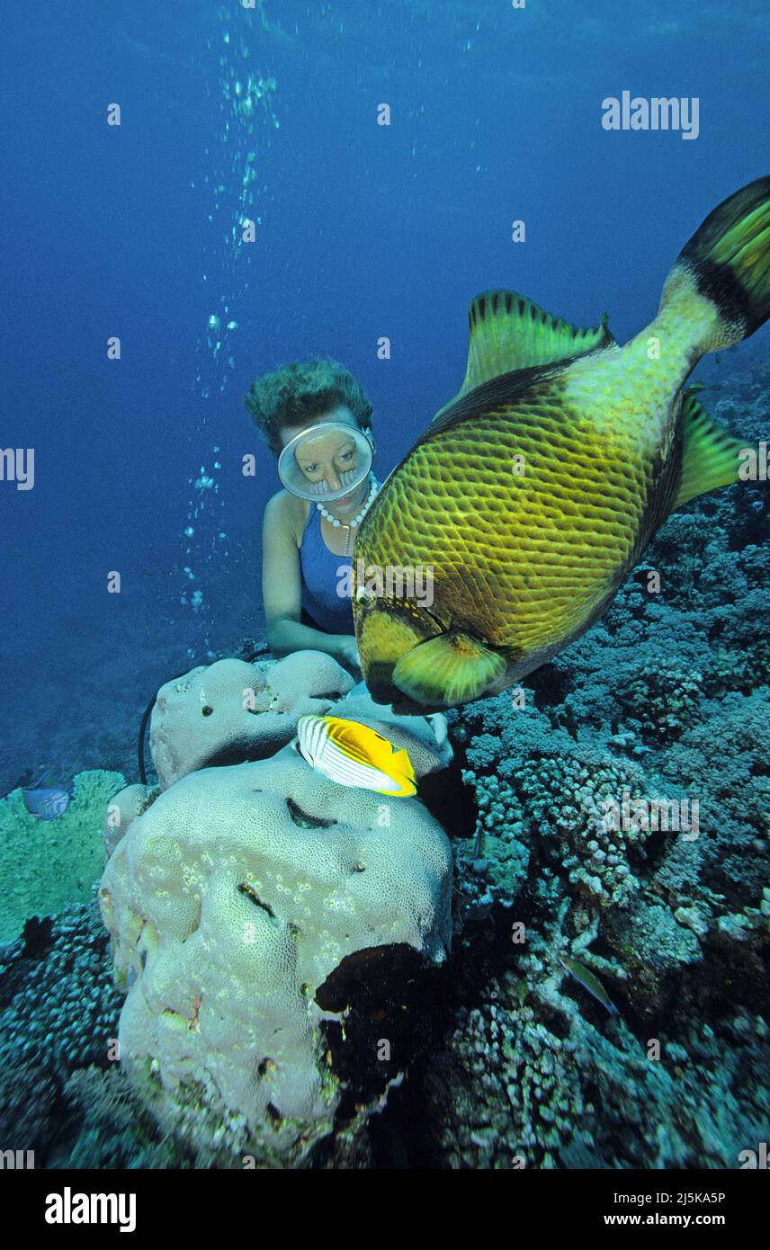 Schnorchlerin und Titan Drueckerfisch oder Riesen-Druecker (Balistoides viridescens), Malediven, Indischer Ozean, Asien | Snorkeler and a Giant trigge Stock Photo