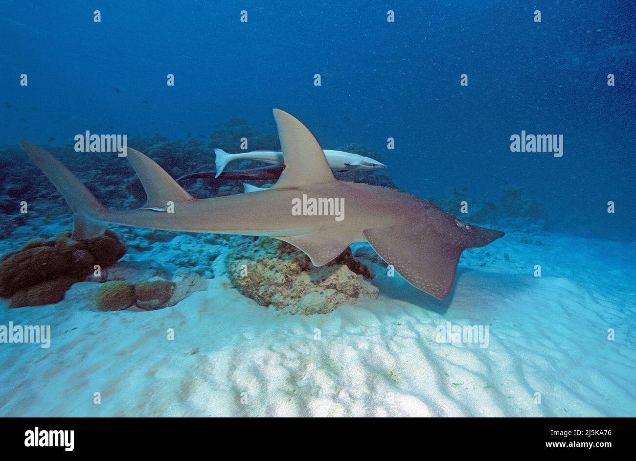 Giant Guitarfish or Common Guitarfish (Rhynchobatus djiddensis), with suckerfish (Echeneis naucrates), Maldives, Indian Ocean, Asia Stock Photo