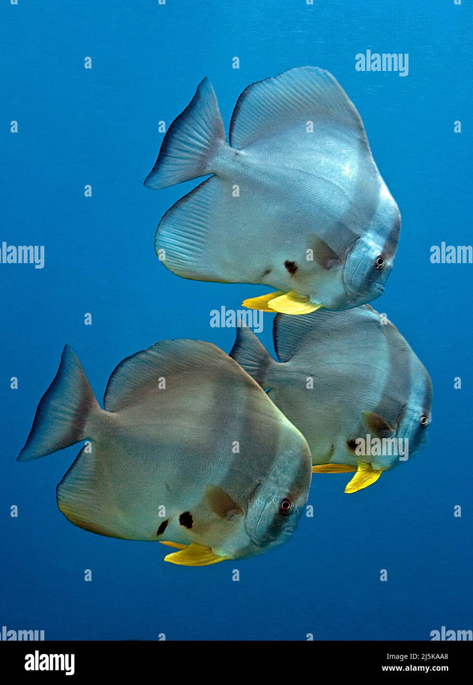 Longfin Batfish or Longfin spadefish (Platax teira), in blue water, Maldives, Indian ocean, Asia Stock Photo
