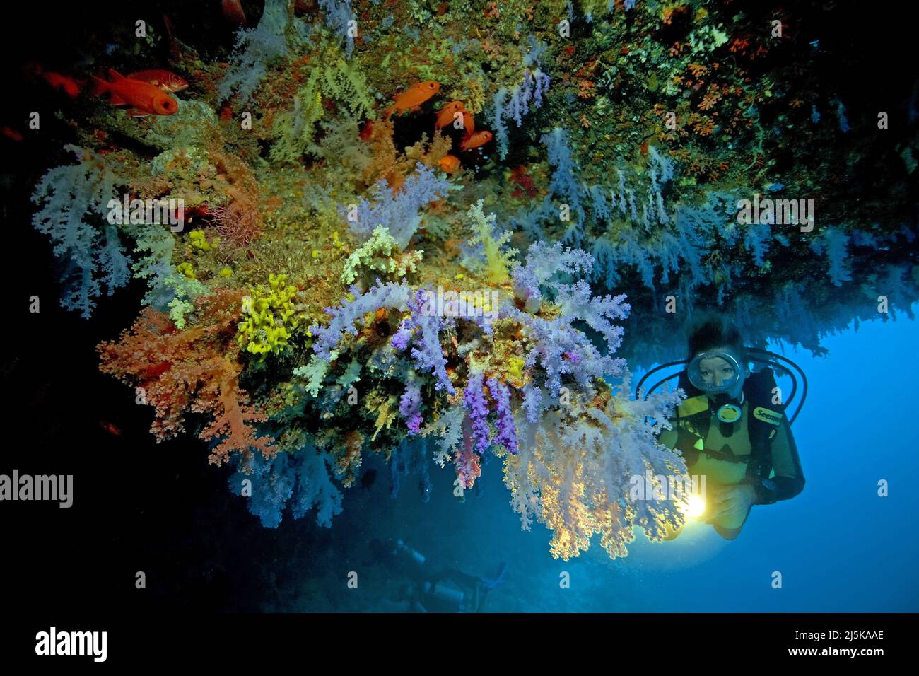 Scuba diver in a coral reef, Marvels colorful soft corals (Nephthya sp.), under a overhang, Maldives, Indian, ocean, Asia Stock Photo