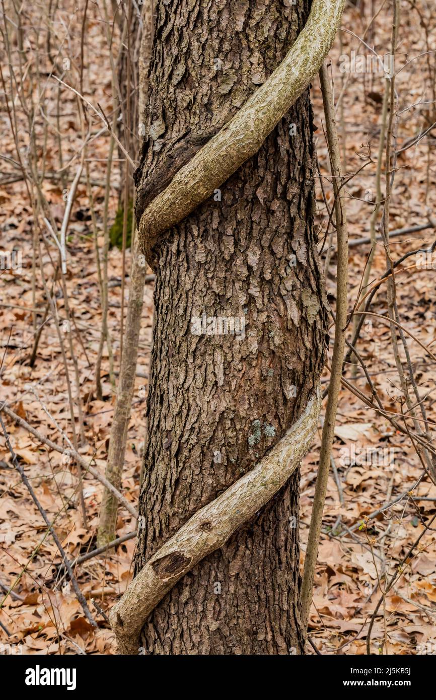 Oriental Bittersweet, Celastrus orbiculatus, an invasive vine twisting