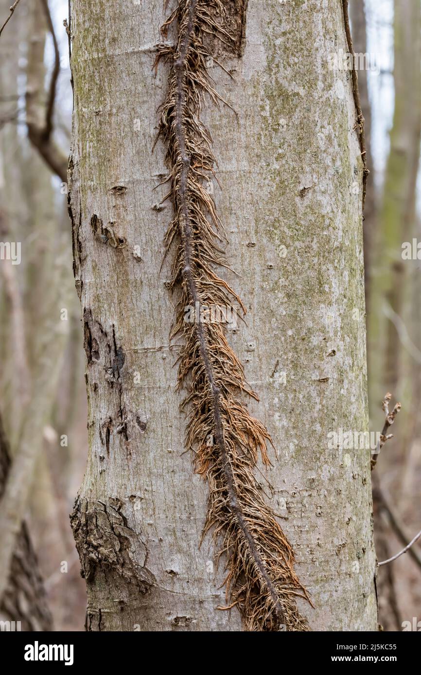 Eastern Poison Ivy, Toxicodendron radicans, climbing tree trunk via aerial roots, Woodland Park and Nature Preserve, Battle Creek, MI, USA Stock Photo