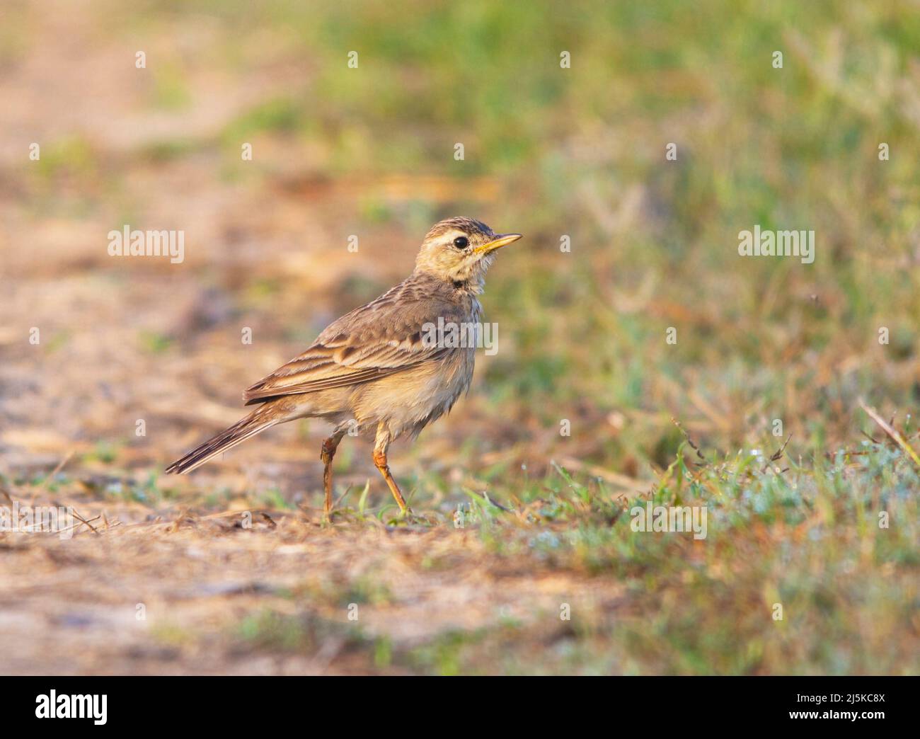 Paddyfield Pipit or Oriental Pipit on ground Stock Photo