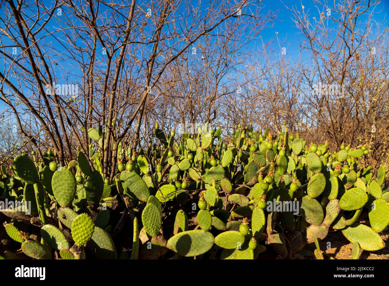 quipá cactacea stands out in the caatinga, typical vegetation of the brazilian semiarid region Stock Photo