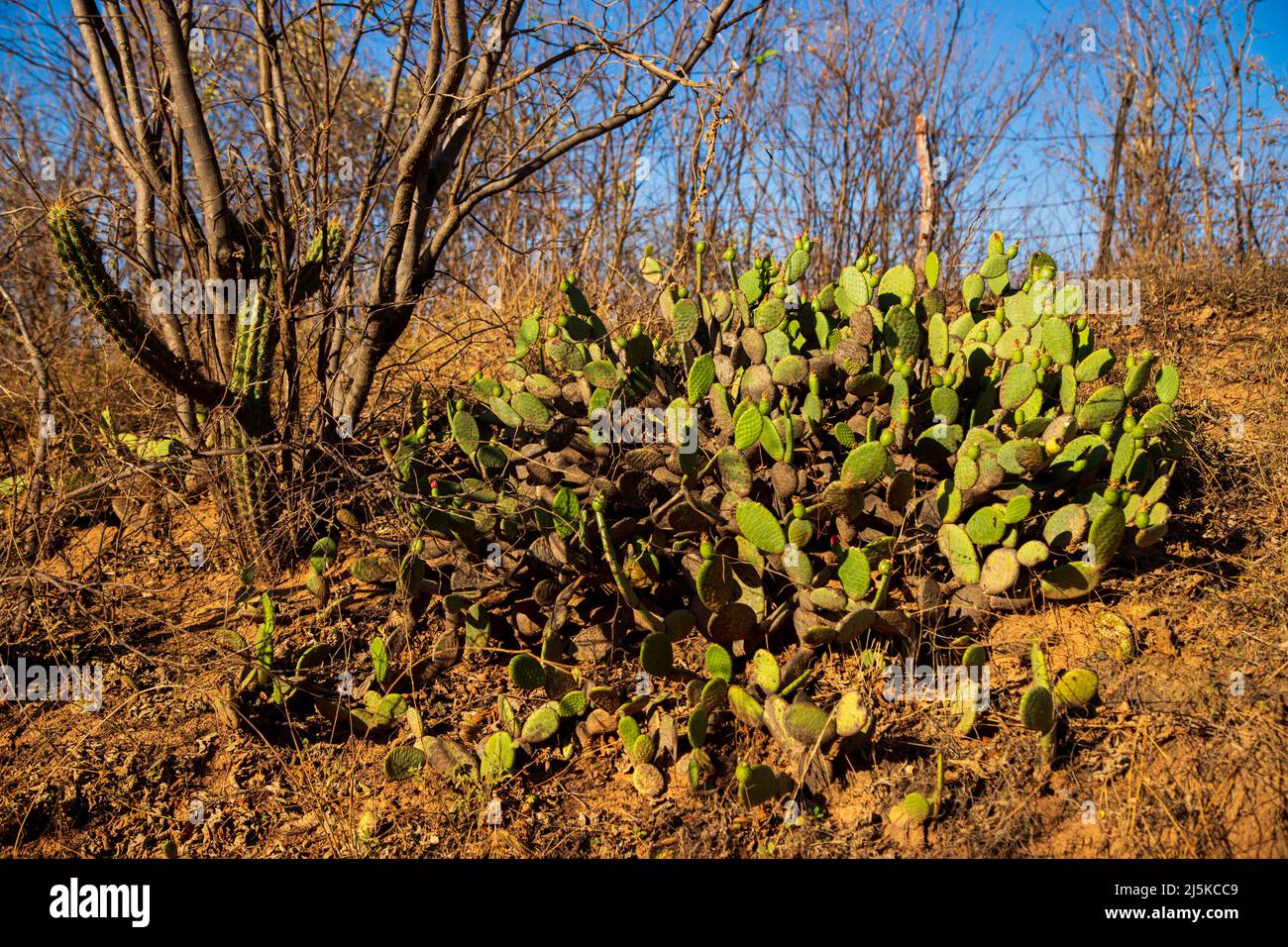 quipá and xique-xique cacti - plants from the caatinga, typical vegetation of the brazilian semiarid region Stock Photo