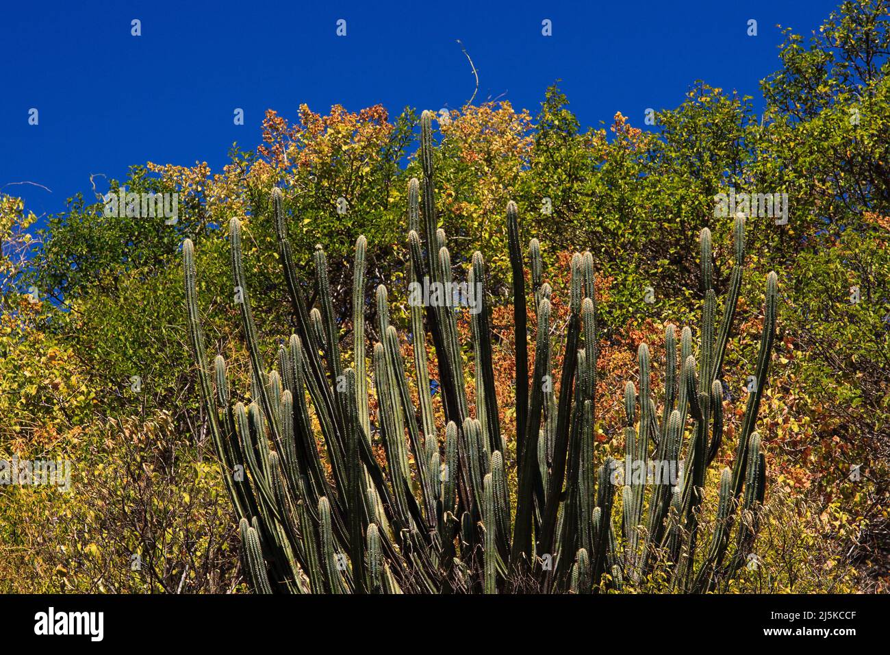 mandacaru cactus (cereus jamacaru) in the caatinga forest, typical of northeastern brazil Stock Photo