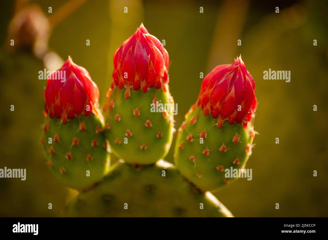 quipá - detail of flowering cactus in the caatinga, typical vegetation of northeastern Brazil Stock Photo