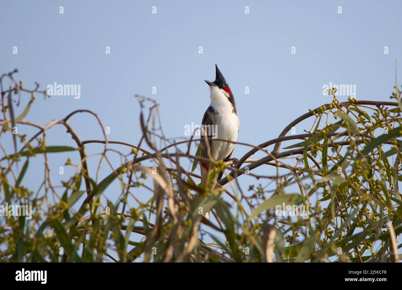 Red Whiskered Bulbul Perched Stock Photo