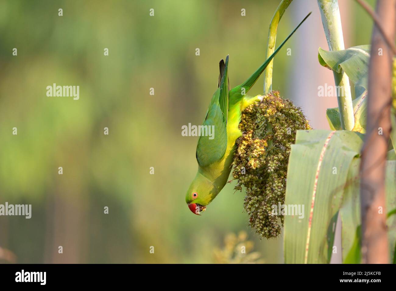 Rose Ringed Parakeet Eating Crop Stock Photo Alamy