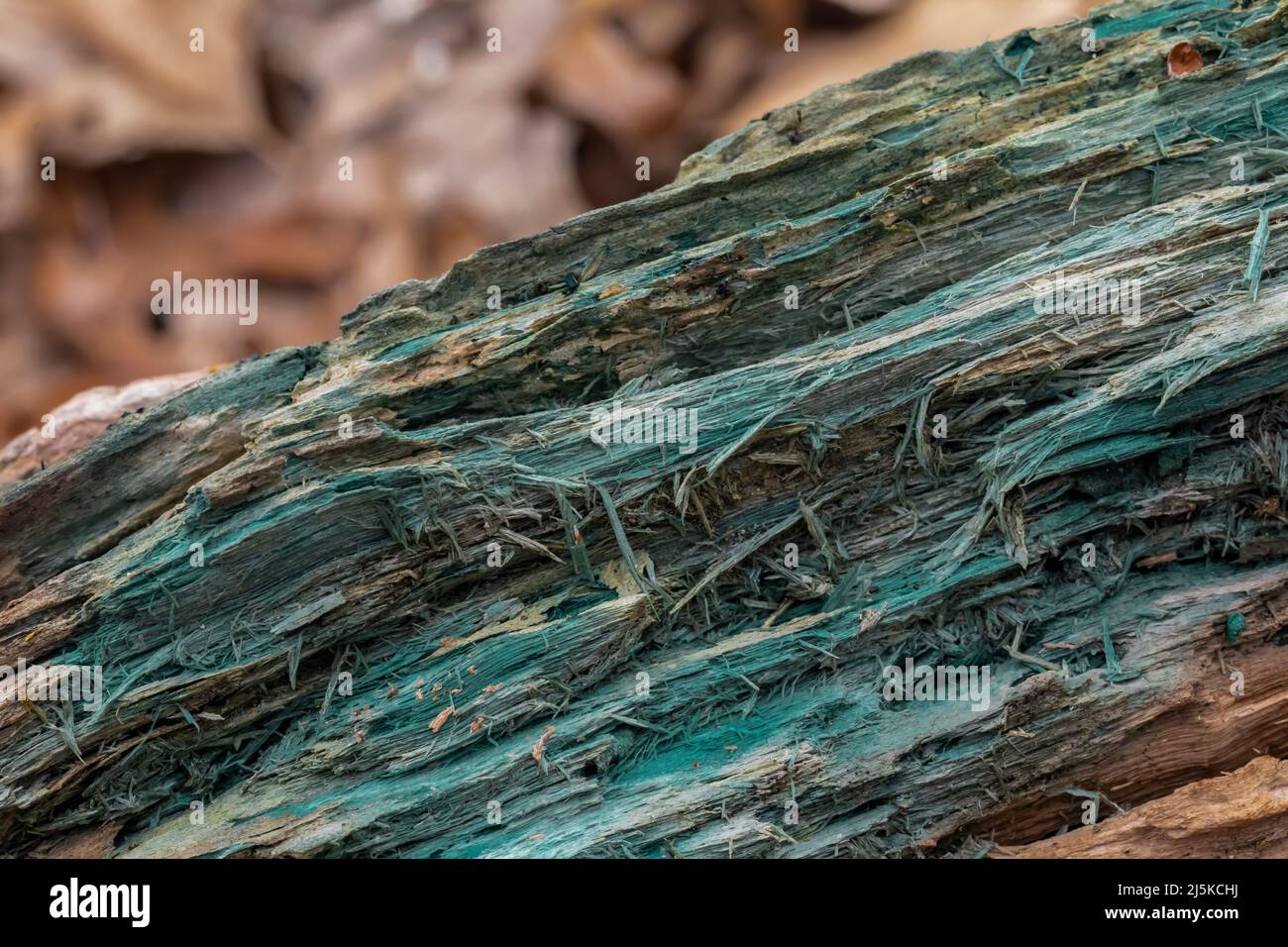 Blue Stain Fungus, Chlorociboria aeruginascens, on the rotting wood of a fallen log in Woodland