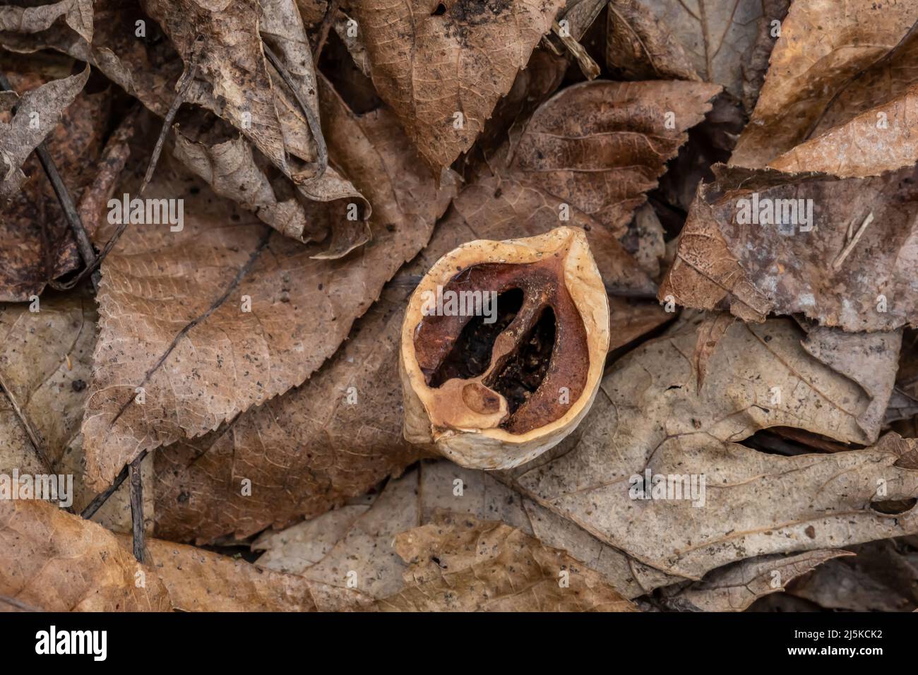 Shagbark Hickory, Carya ovata, nutshell in Woodland Park and Nature Preserve in Battle Creek, Michigan, USA Stock Photo