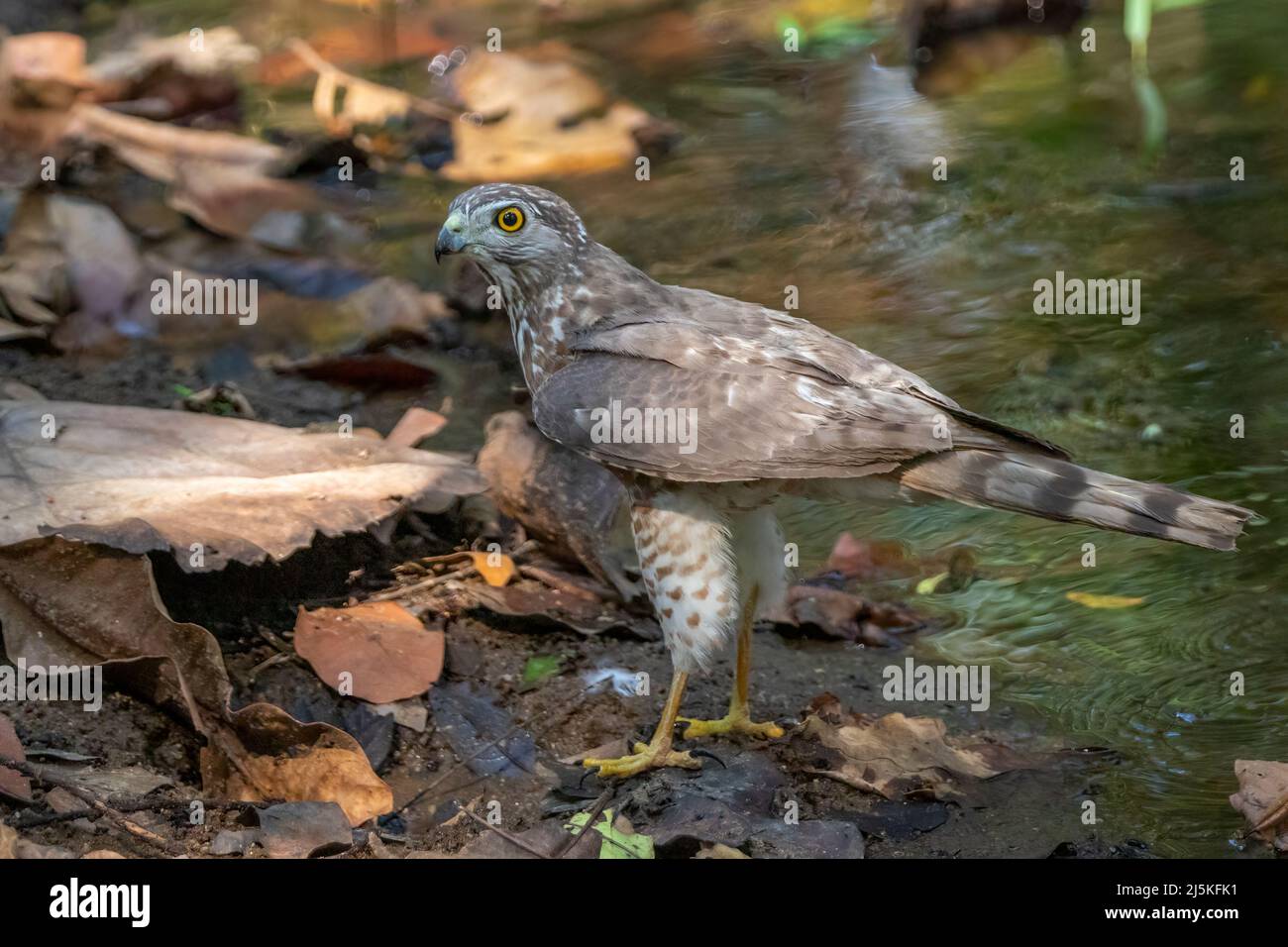 Image of Shikra Bird ( Accipiter badius) on nature background. Animals. Stock Photo