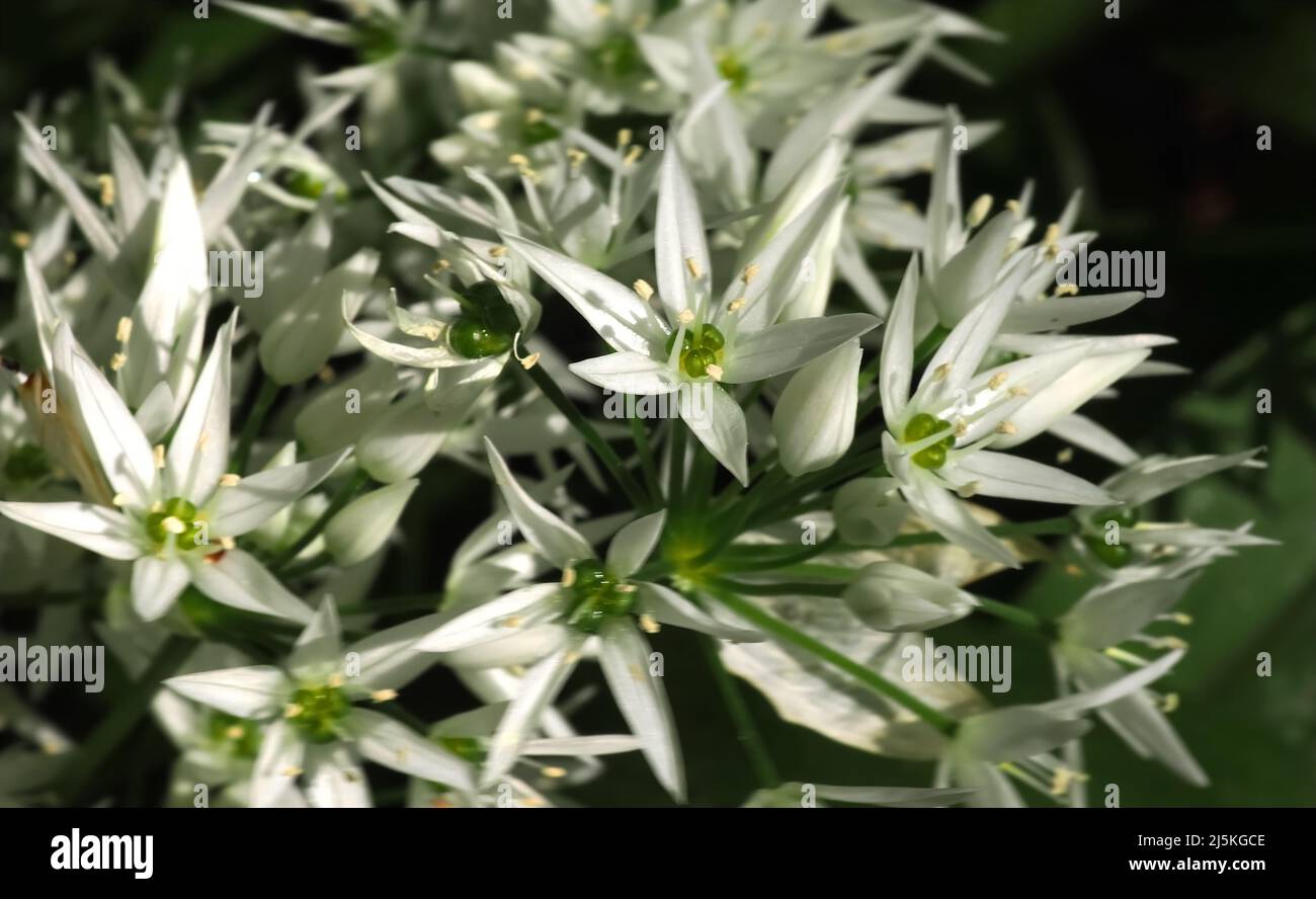 Blossoms of Allium ursinum or wild garlic, edible plants in a forest Stock Photo