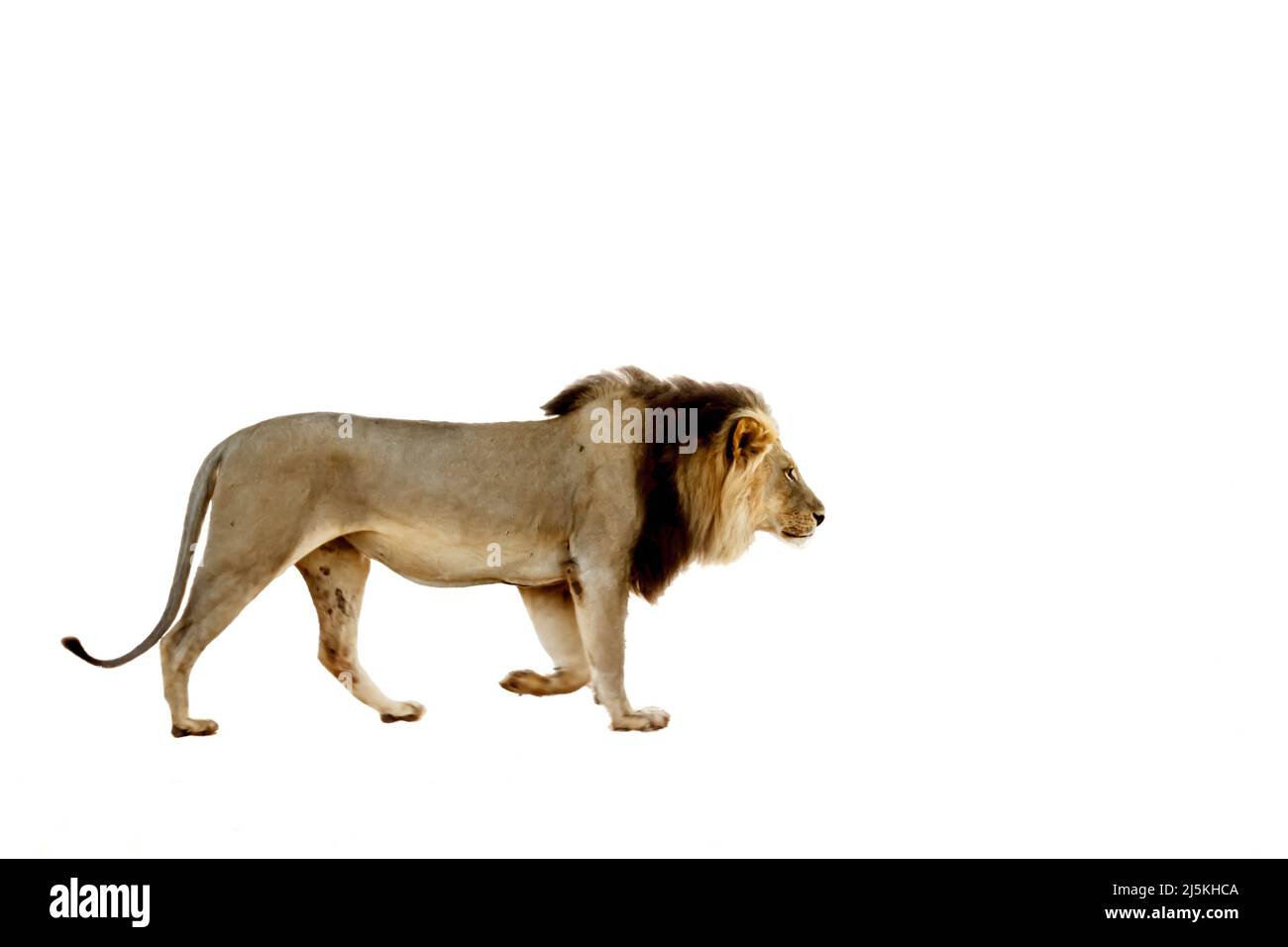 1638 Lion White Background Photos and Premium High Res Pictures Getty Images