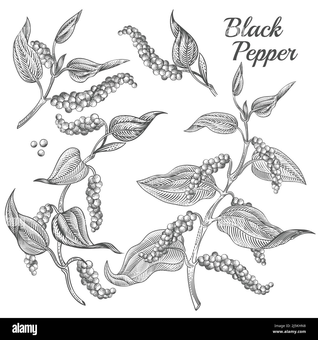 Vector illustration of black pepper plant with leaves and peppercorns