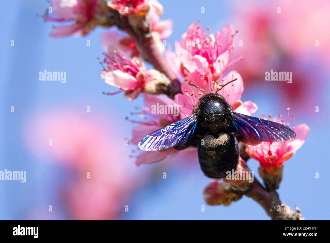 violet carpenter bee,  Xylocopa violacea , on peach blossoms in spring Stock Photo