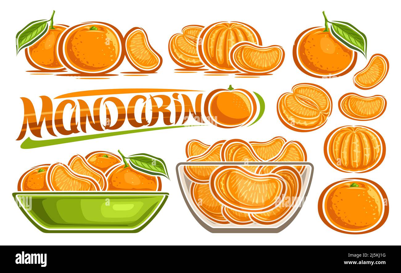 Vector Mandarin Set, horizontal banner with lot collection of cut out illustrations various fruity still life with green leaves, many variety ripe man Stock Vector