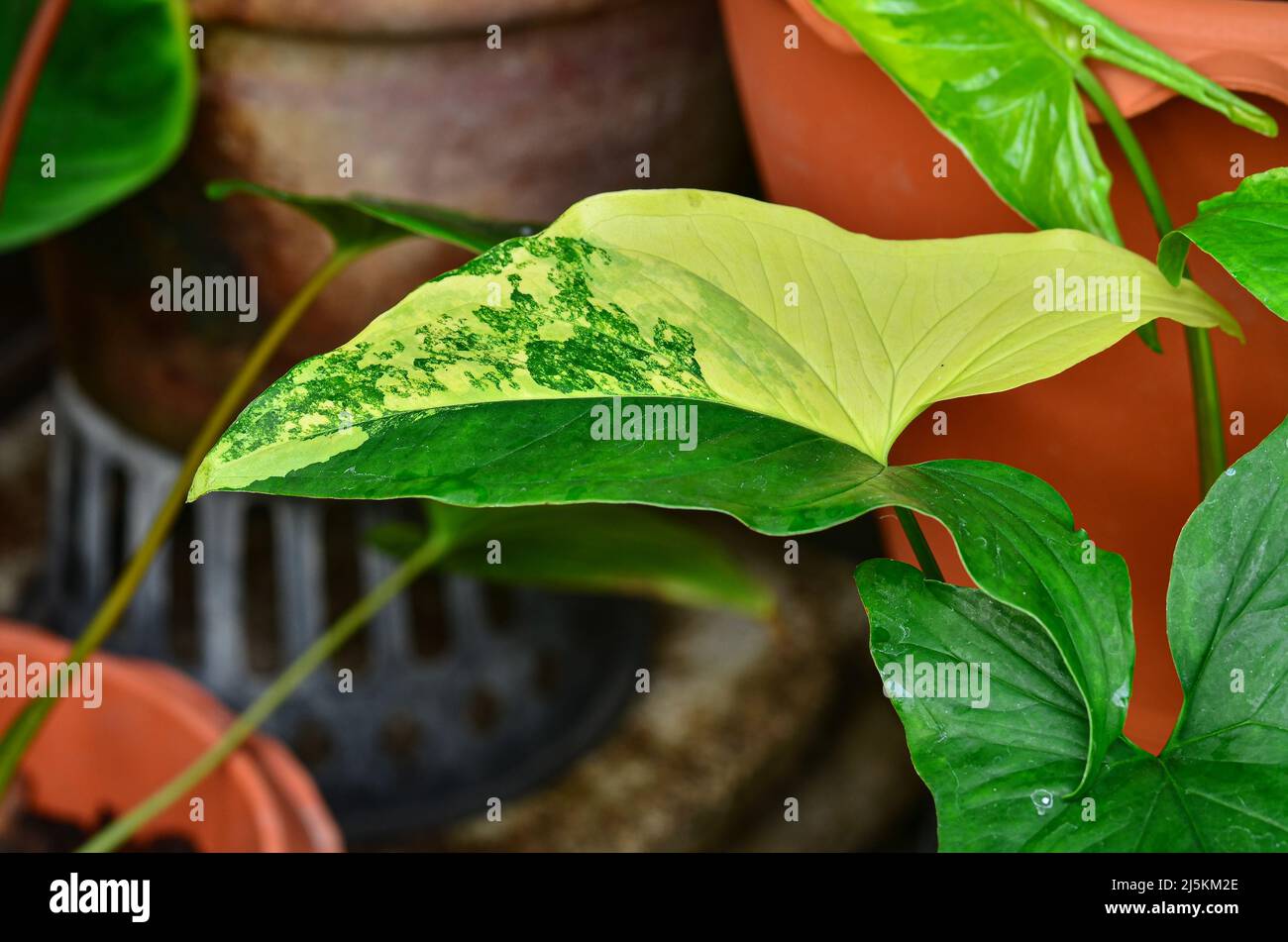 Beautiful Syngonium Aurea in garden Stock Photo